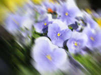 Masked Blur